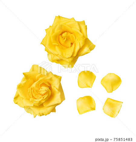 黄色いバラのパーツ素材 複数のバリエーションがありますのイラスト素材