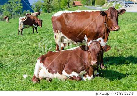 Pinzgauer cows in a field next to a farm. Pinzgauer cattle on green pasture in springtime. A breed of domestic cattle from the Pinzgau region of the federal state of Salzburg in Austria, Europe. Photo Pinzgauer cows in a field next to a farm. Pinzgauer cattle on green pasture in springtime. A breed of domestic cattle from the Pinzgau region of the federal state of Salzburg in Austria, Europe. Photo 75851579