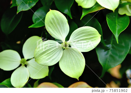 ヤマボウシ 75851902