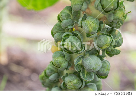 畑で育つ芽キャベツのクローズアップ 75851903