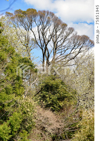 やっと来た山の春 やっと来た山の春 75851945