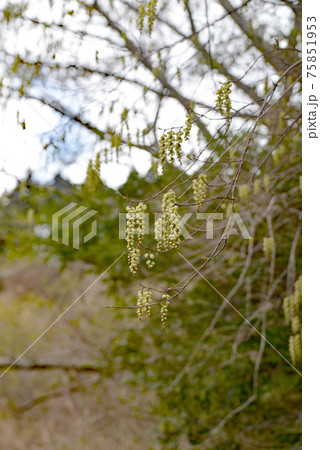 早春、キブシ咲く山の風景 早春、キブシ咲く山の風景 75851953