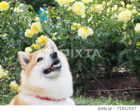 靭公園のバラ園にて 75852037