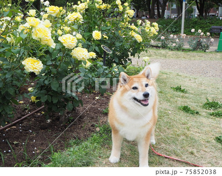靭公園のバラ園にて 75852038