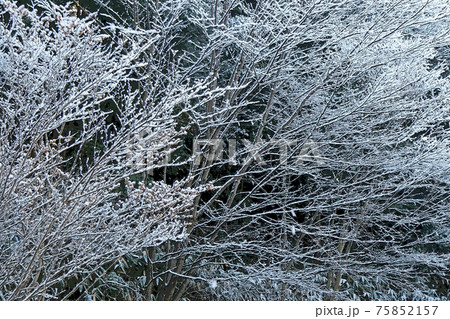 東山植物園冬景 75852157