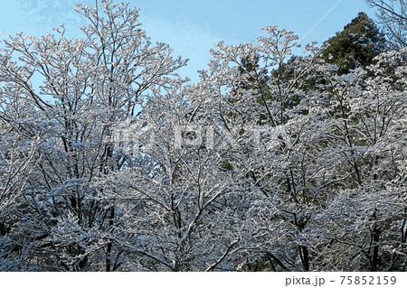 東山植物園冬景 75852159