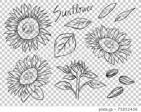 ひまわりや花の白黒手書きイラストイメージのイラスト素材