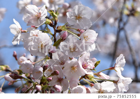 青空の下で咲き始めた伊奴神社のサクラ 75852555