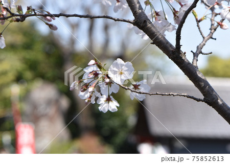 青空の下で咲き始めた伊奴神社のサクラ 75852613