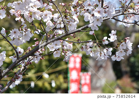 青空の下で咲き始めた伊奴神社のサクラ 75852614