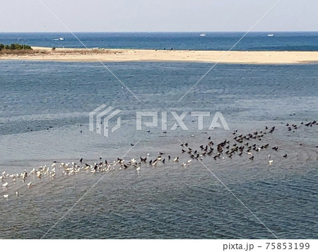 砂浜 屋外 ビーチ 75853199