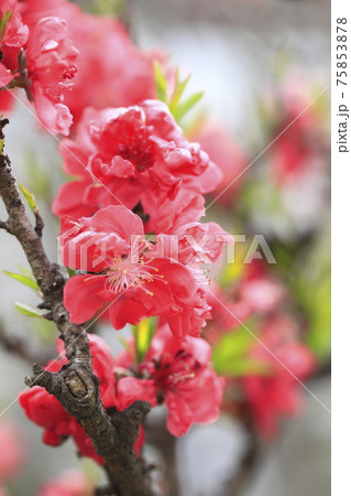 赤い木瓜(ボケ)の花 赤い木瓜(ボケ)の花 75853878