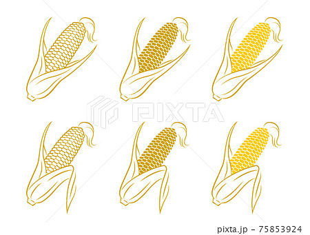 トウモロコシのベクターイラスト 75853924