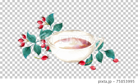 玫瑰果茶水彩 玫瑰果茶水彩 75853995