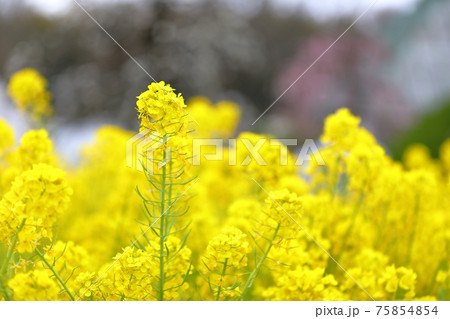 満開の鮮やかな黄色の菜の花 満開の鮮やかな黄色の菜の花 75854854
