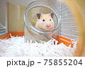 可愛い可愛い一匹のハムスター 75855204