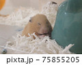 眠たそうな可愛いハムスター 75855205
