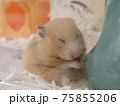 座って食事中の可愛いハムスター 75855206