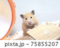 カメラ目線の可愛いハムスター 75855207
