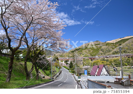 桜咲く頃の御殿場線山北町 75855394