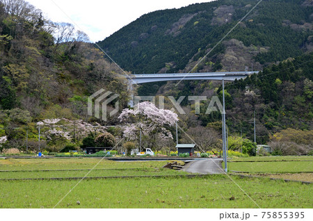 桜咲く頃の御殿場線山北町 75855395