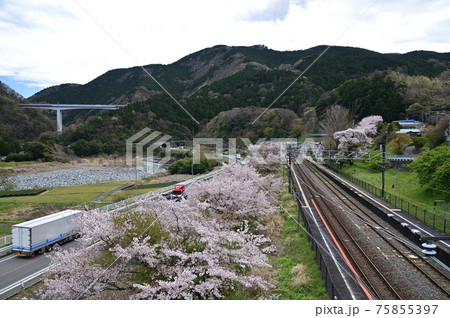 桜咲く頃の御殿場線山北町 75855397