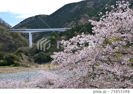 桜咲く頃の御殿場線山北町 75855398