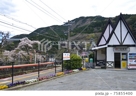 桜咲く頃の御殿場線山北町 75855400