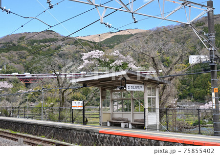 桜咲く頃の御殿場線山北町 75855402