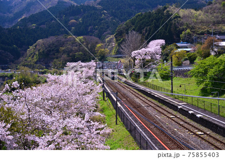 桜咲く頃の御殿場線山北町 75855403