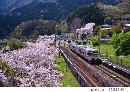 桜咲く頃の御殿場線山北町 75855404