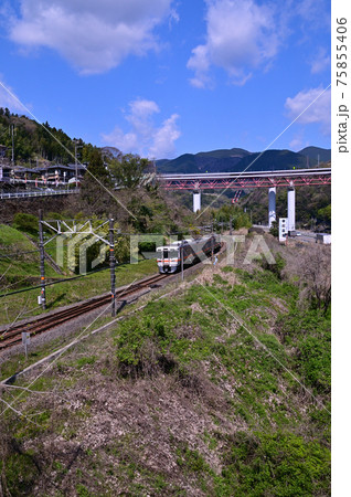 桜咲く頃の御殿場線山北町 75855406