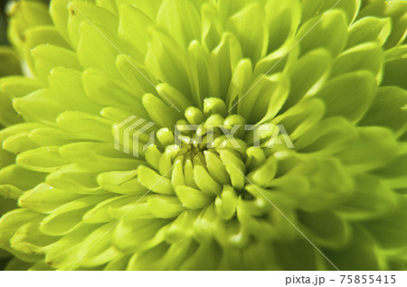 緑のポンポン菊の花が咲いています。 75855415