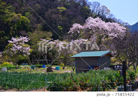 桜咲く頃の御殿場線山北町 桜咲く頃の御殿場線山北町 75855422