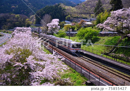 桜咲く頃の御殿場線山北町 75855427