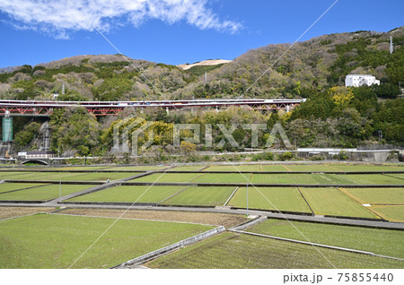 桜咲く頃の御殿場線山北町 75855440