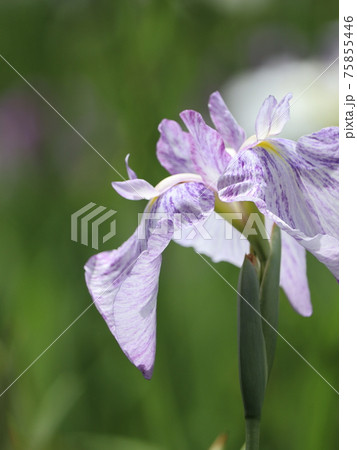 花菖蒲 75855446