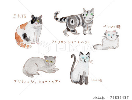 いろいろな猫の水彩イラストのイラスト素材