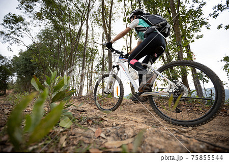 Woman cyclist cycling on mountain top forest trail 75855544
