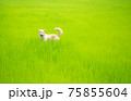 Dog looking something on greenery rice field. 75855604