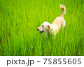 Dog looking something on greenery rice field. 75855605