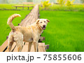 Dog looking back and smile face on the wooden bridge. 75855606