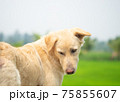 Dog looking back and looking something with greenery and cloudy sky background. 75855607