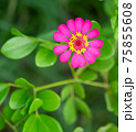 Pink zinnia blooming with greenery background, selective focus. 75855608