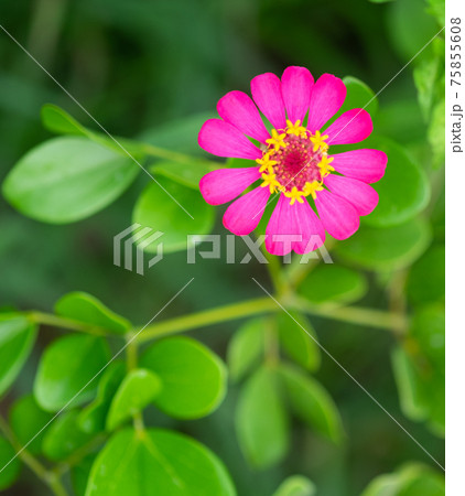 Pink zinnia blooming with greenery background, selective focus. Pink zinnia blooming with greenery background, selective focus. 75855608