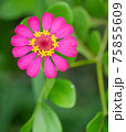 Pink zinnia blooming with greenery background, selective focus. 75855609
