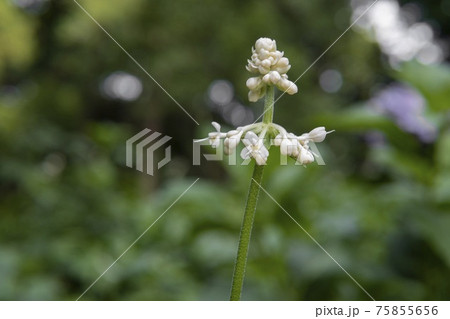 ヤブミョウガの花と蕾をアップヤブ 上尾丸山公園 埼玉県上尾市 Pollia Japonの写真素材