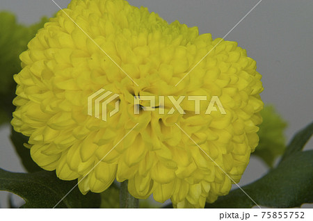 黄色のポンポンマムの花が咲いています。 黄色のポンポンマムの花が咲いています。 75855752