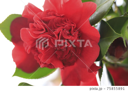 八重咲きの真っ赤なツバキ　　　　 75855891