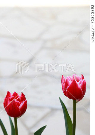 チューリップと石畳 75855892